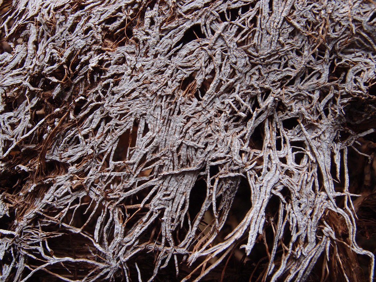 2019-07-03 foto-grafisches Statement I